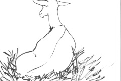 Chevre-2