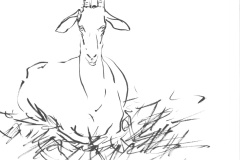 Chevre