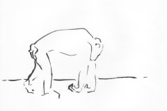 Chimpanze