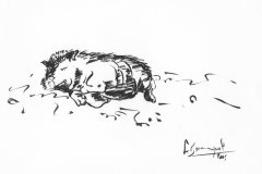 Cochon-Vietnamien