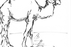 Dromadaire-1