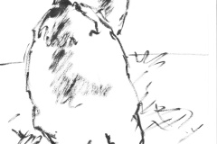 Dromadaire-2