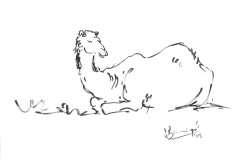 Dromadaire-3