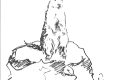 Marmotte