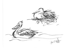 Pelicans