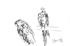 Perroquets