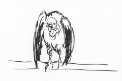 Vautour-Pape