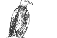 aigle-pecheur-americain