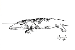 aligator
