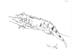iguane