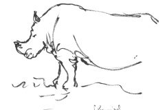 rhinoceros