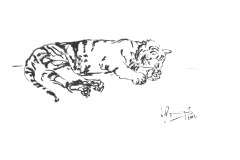 tigre