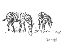 zebres