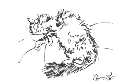 Angora