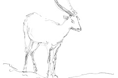 Antilope