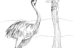 Autruche-2