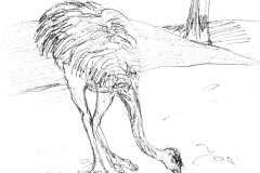 Autruche-3