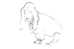 Basset-hound-1