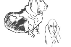 Basset-hound-2