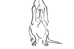 Basset-hound-3