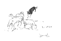 Border-collie-et-brebis