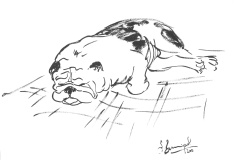 Bouledogue