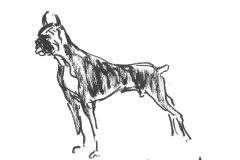 Boxer-2