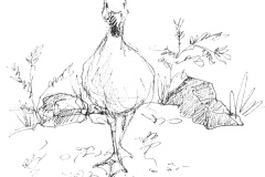 Canard
