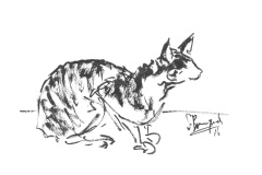 Chat-Rex-Cornish-1