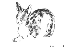 Chat-Rex-Cornish-2