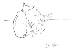 Chat-sphynx