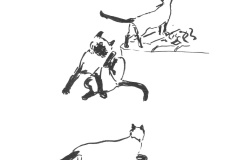 Chats-siamois-2