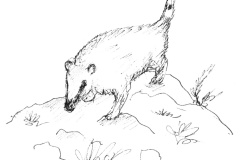 Coati