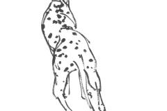 Dalmatien