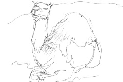 Dromadaire-4