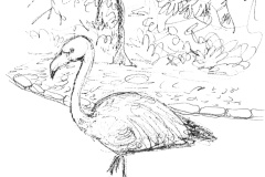 Flamant-rose
