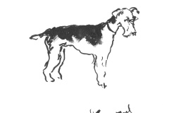 Fox-terrier-1