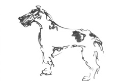 Fox-terrier-2
