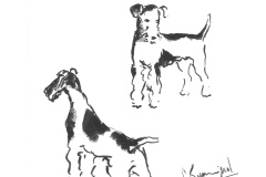 Fox-terrier-3