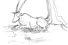 Oryx