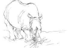 Rhinoceros-2