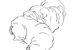 Sharpei