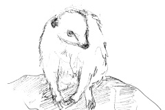 Suricate