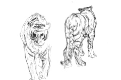 Tigre-2