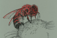 Abeille-domestique-A3