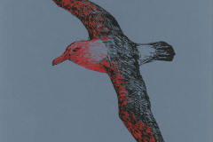 Albatros-A3