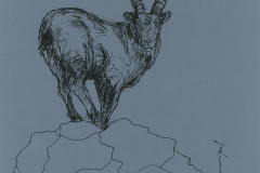 Bouquetin-des-Alpes-A3