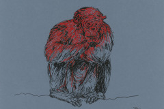 Chimpanze-A3