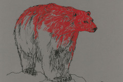Ours-polaire-2-A3