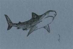 Requin-A3